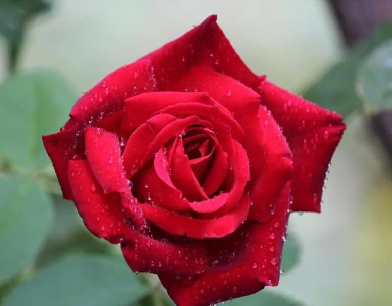 أغلى 5 ورود يمكنك شراؤها - صورة 2