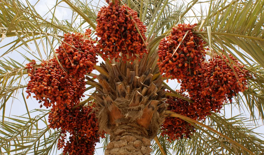 أكثر 8 دول إنتاجاً للتمور