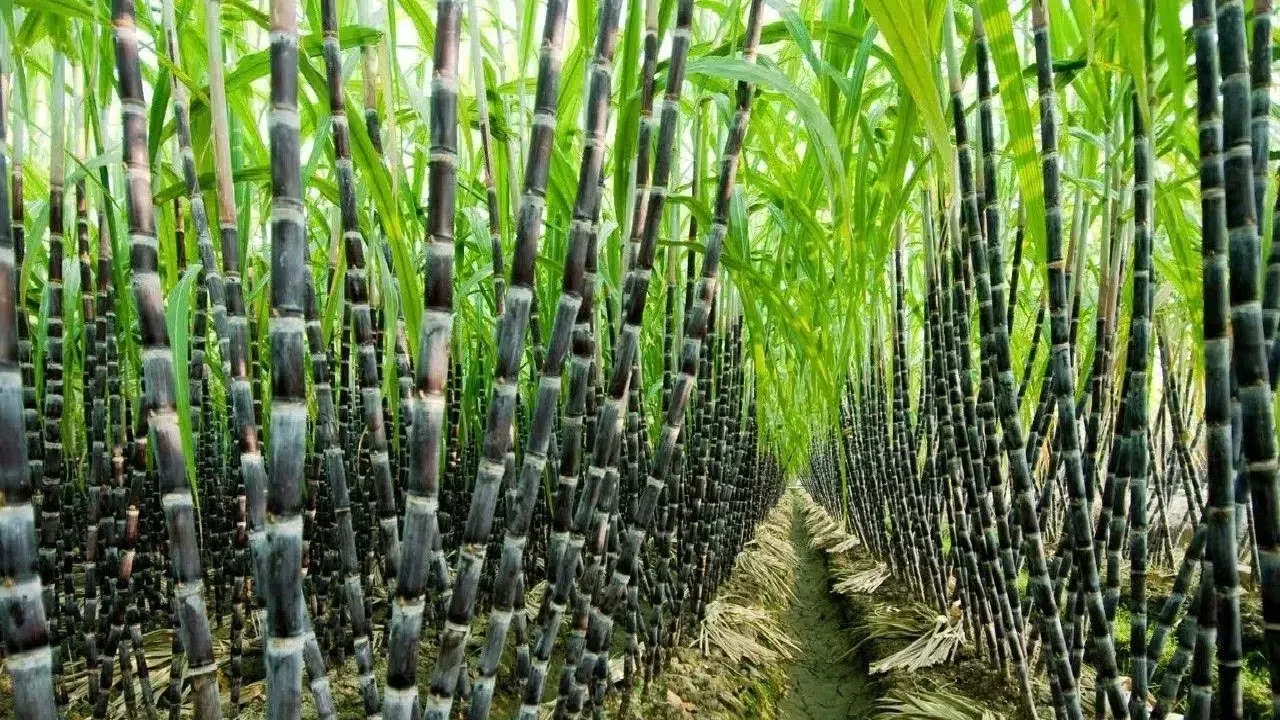 هذه قائمة أكبر دول العالم إنتاجاً لقصب السكر