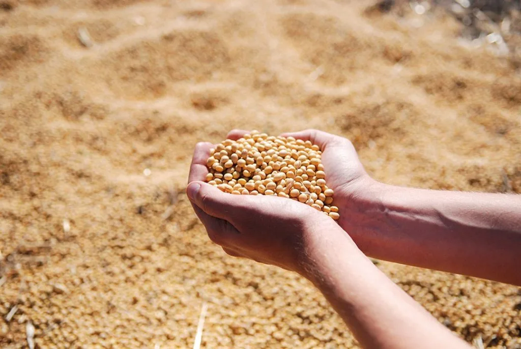 Soybean