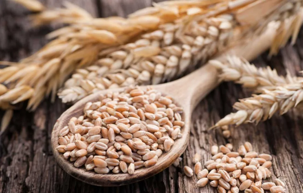 الدول الأكثر إنتاجًا للقمح في العالم